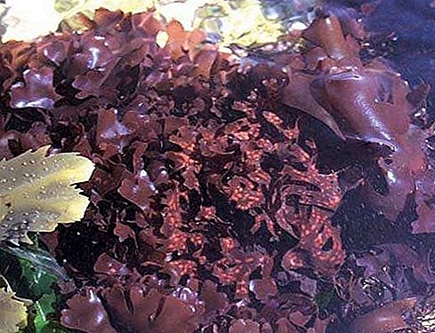 Червени водорасли от ирландски мъх