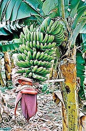 Banaani viljad