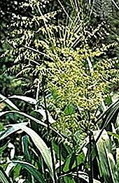 Plantă de orez sălbatic