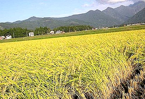 Σπόροι δημητριακών ρυζιού