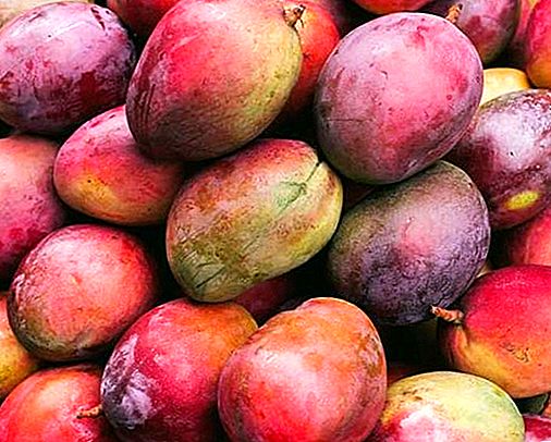 Mango-plante og frukt