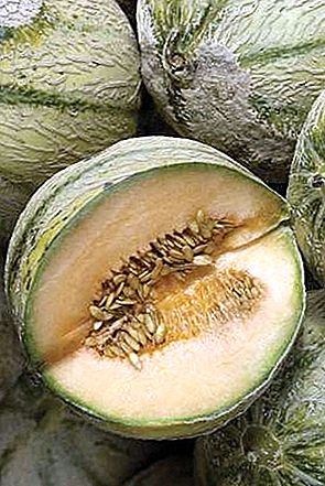 Meloen plant