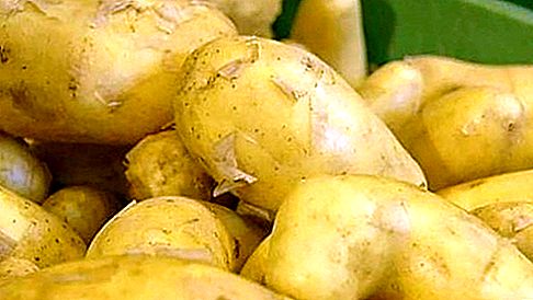 Φυτό πατάτας