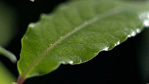 Bylinkový bobkový list
