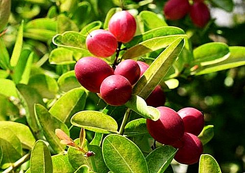 Arbusto de frutas milagrosas e frutas, espécies Synsepalum