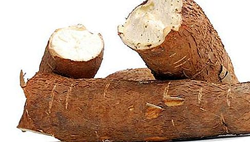 Cassava-plante
