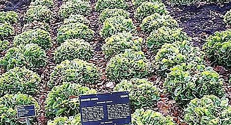 نبات الهندباء