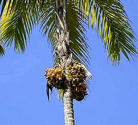 Fersken palme nødder