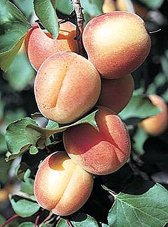 살구 나무와 과일