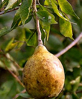 Árvore e fruto de fruto Bel