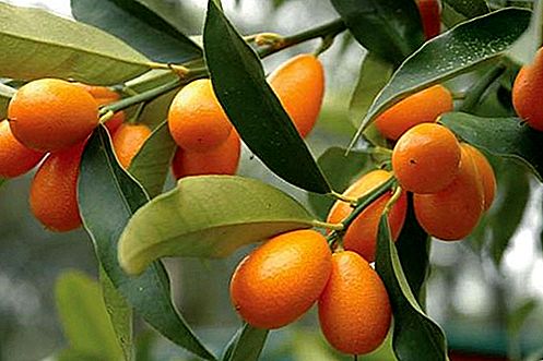 Kumquat-plant