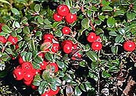 Lingonberry plante