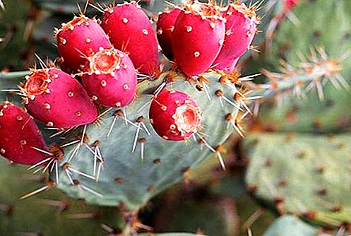 Stikkende pære kaktus