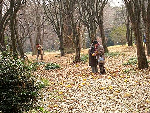 สวนพฤกษศาสตร์ Koishikawa ญี่ปุ่น