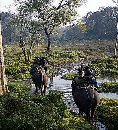 Jaldapara Wildlife Sanctuary vadon élő állatok védelme, India