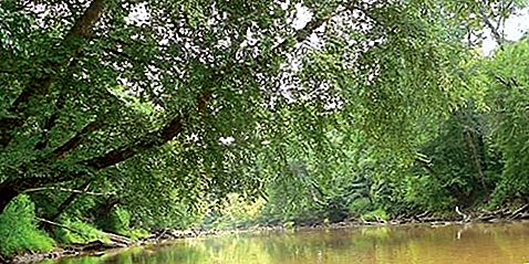 Neuse River river, North Carolina, USA