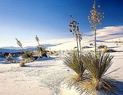 Het nationale monument van White Sands National Monument, New Mexico, Verenigde Staten