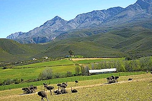 Oudtshoorn Jižní Afrika