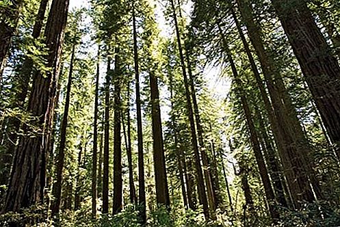 Redwood National Park Nationalpark, Kalifornien, Vereinigte Staaten