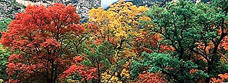 গুয়াদালাপে পাহাড় জাতীয় পার্ক জাতীয় উদ্যান, টেক্সাস, মার্কিন যুক্তরাষ্ট্র