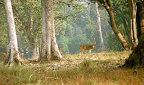 Parco nazionale di Kanha National Park, India