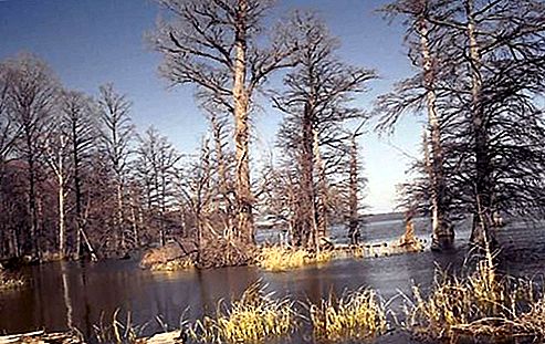 Jezero Reelfoot Lake, Tennessee, Spojené státy americké