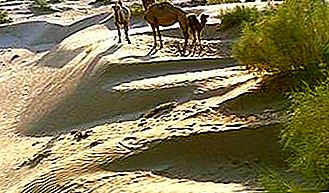 Kyzylkum Desert disyerto, Gitnang Asya