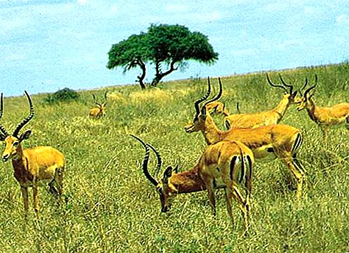 肯尼亚内罗毕国家公园国家公园