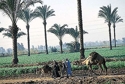 Governorate Al-Qalyūbiyyah, Egypten