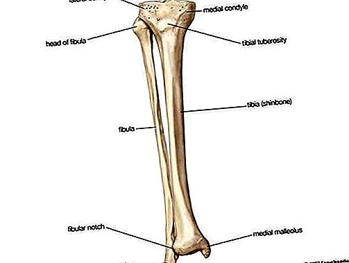 비골 뼈