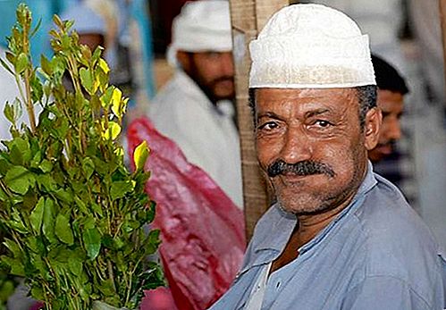 Planta de khat