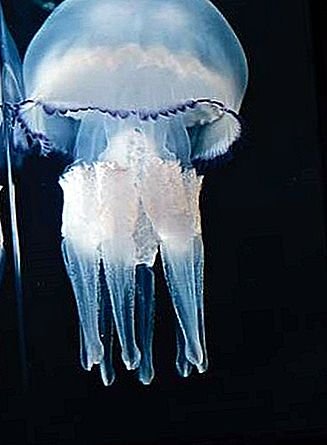 Medusa selkärangaton vartalo