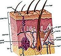 Anatomija znojnih žlijezda