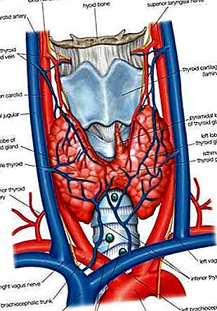 Anatomie de la glande thyroïde