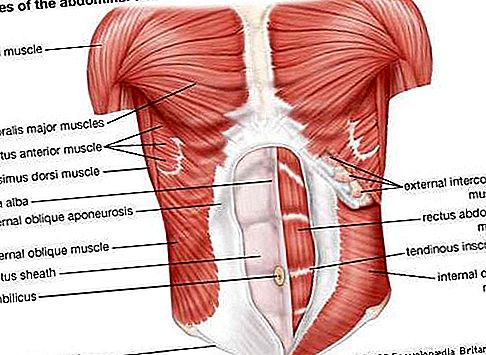 Pilvo raumenų anatomija