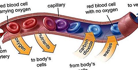 毛细血管解剖