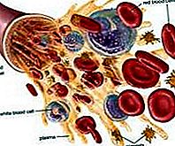 Eozinofilné leukocyty