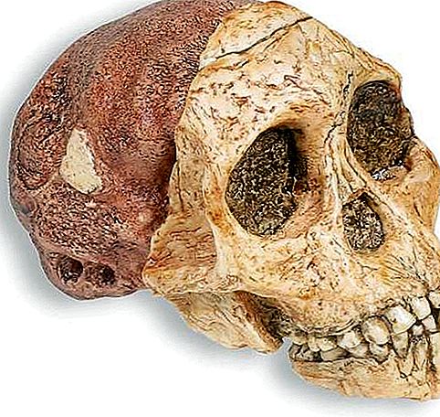 Fóssil criança Taung