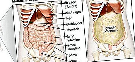 Anatomie der Bauchhöhle