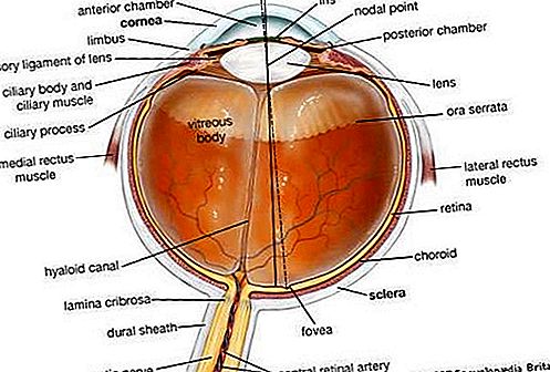 Anatomía del globo ocular