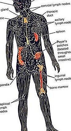 Anatomie des amygdales