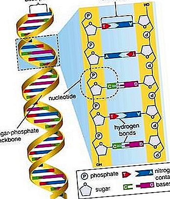 Cilvēka genoms