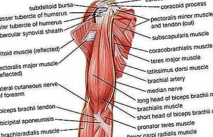 Rankos stuburinių anatomija