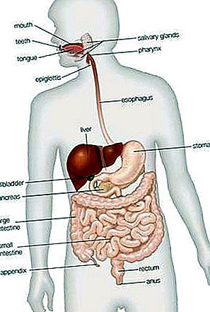 Anatomía del tracto gastrointestinal