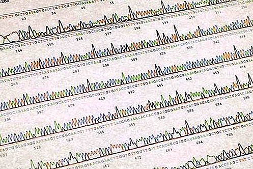 Genetika genetických markerů