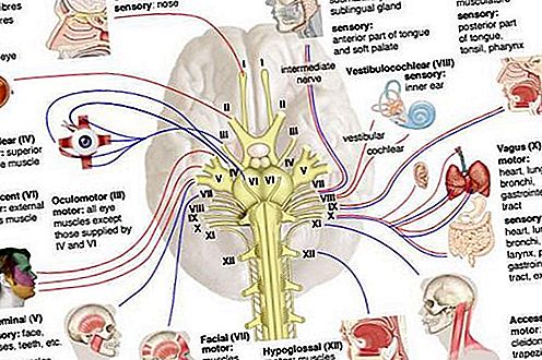 Vagos nervo anatomija