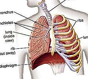 Keuhkoputken patologia