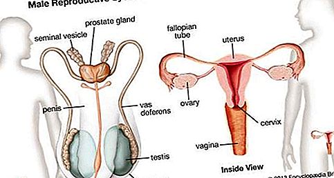 Sistemul reproductiv uman