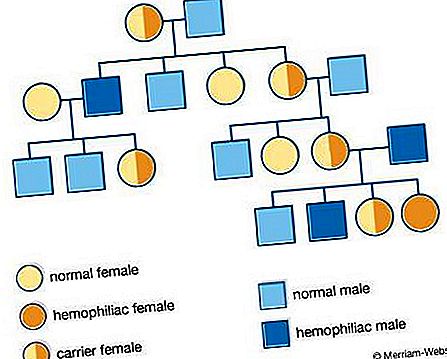 Genetica genealogică
