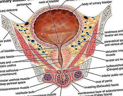 Anatomia mięśnia zwieracza